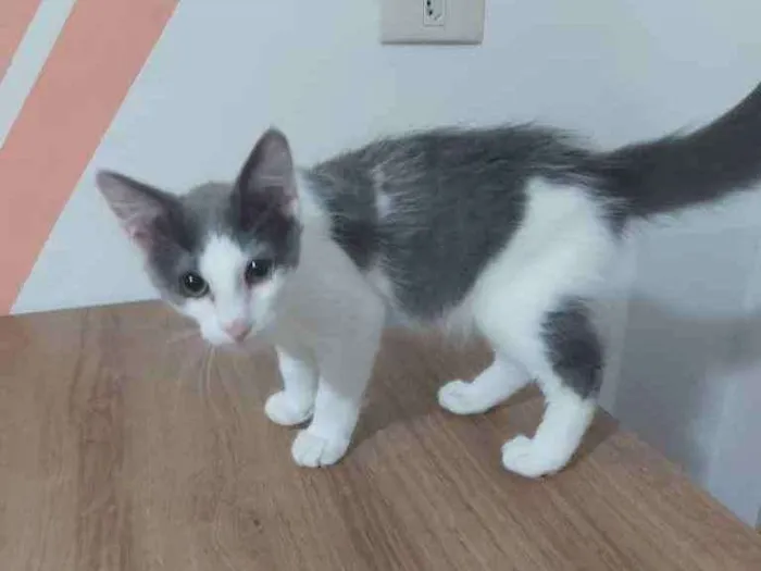 Gato ra a SRD idade 2 a 6 meses nome Cinza