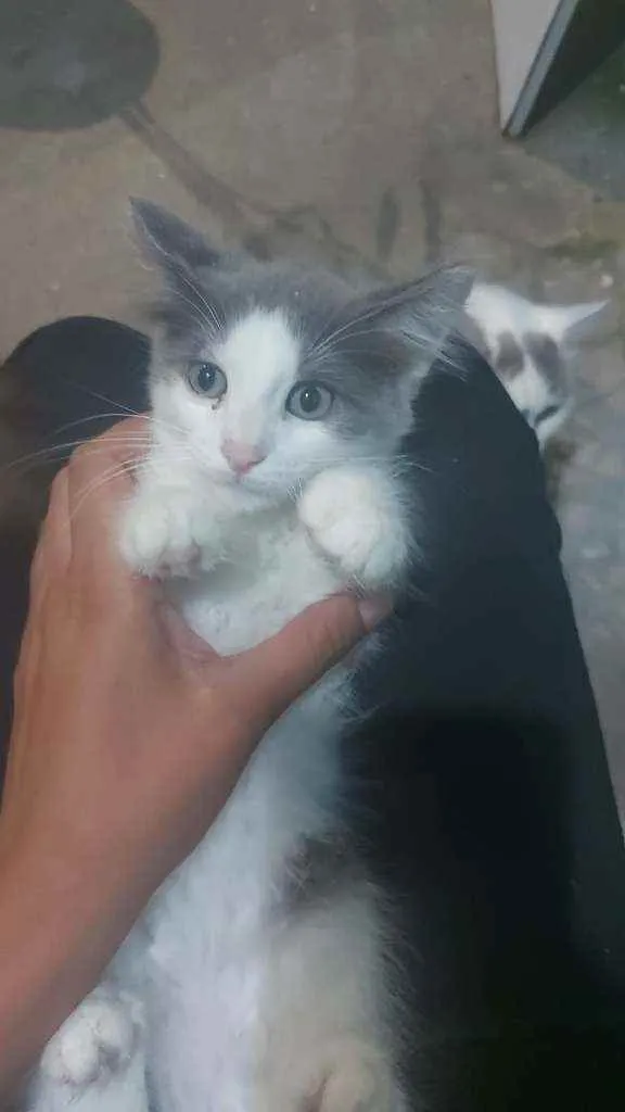 Gato ra a SRD idade 2 a 6 meses nome Cinza