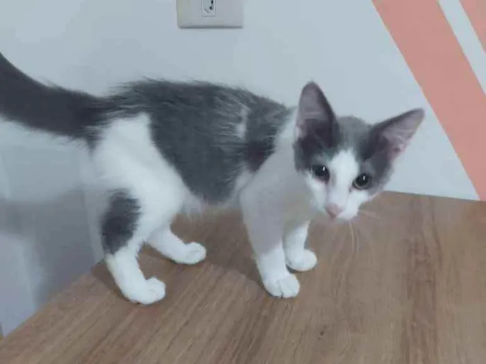 Gato ra a SRD idade 2 a 6 meses nome Cinza