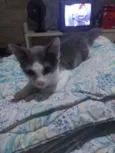 Cinza