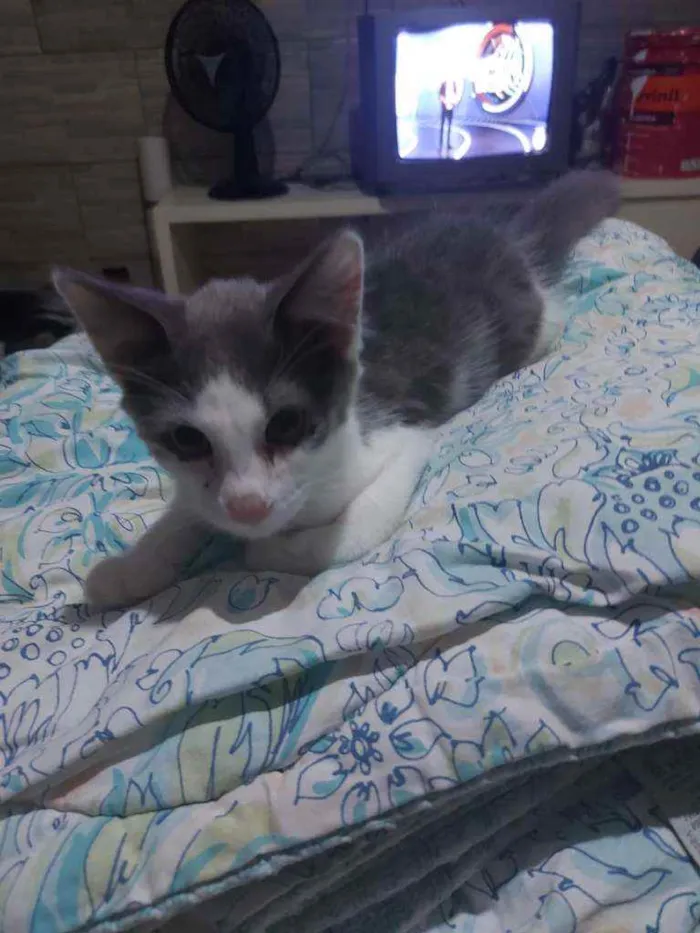 Gato ra a SRD idade 2 a 6 meses nome Cinza