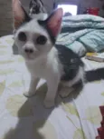 Preta e Branca