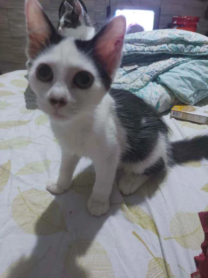 Gato ra a SRD idade 2 a 6 meses nome Preta e Branca