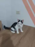 Preta e Branca