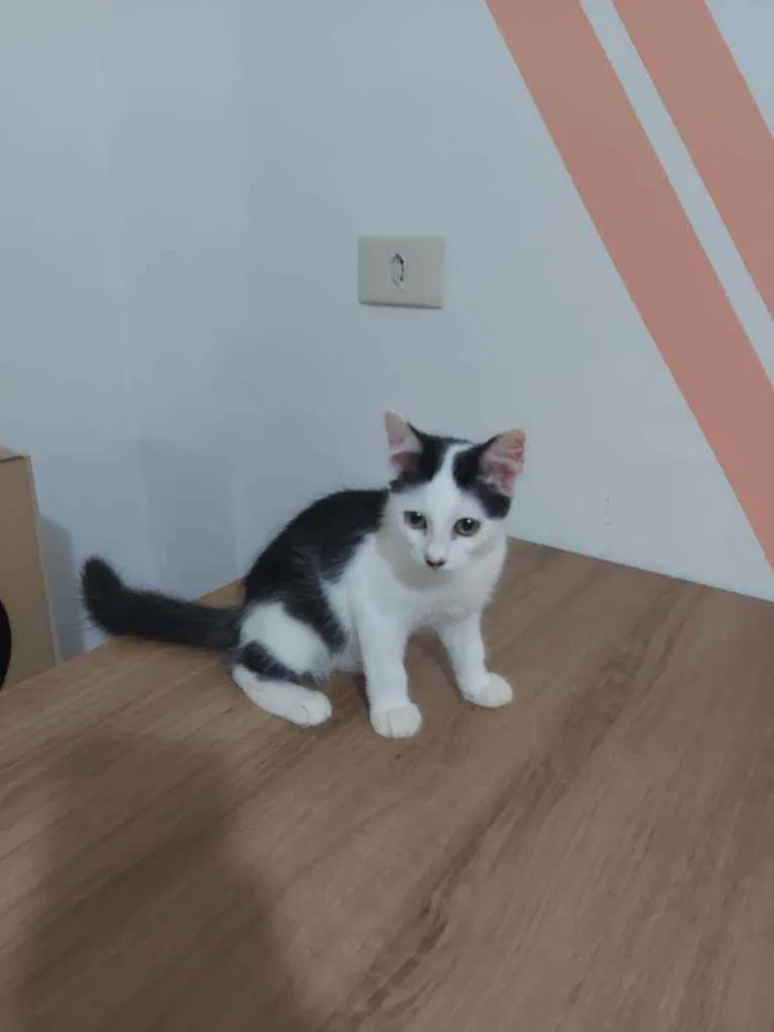 Gato ra a SRD idade 2 a 6 meses nome Preta e Branca