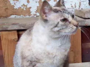 Gato raça Srd  idade 1 ano nome Miss Tippy Linda 