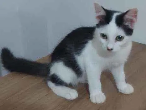 Gato ra a SRD idade 2 a 6 meses nome Preta e Branca