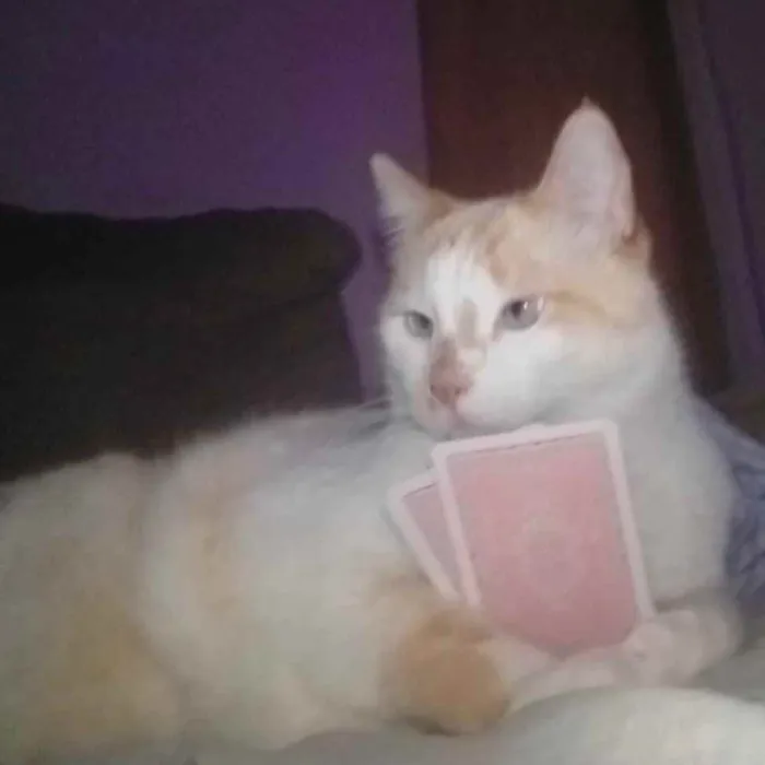 Gato raça Srd idade 2 anos nome Luck lindo carinhoso