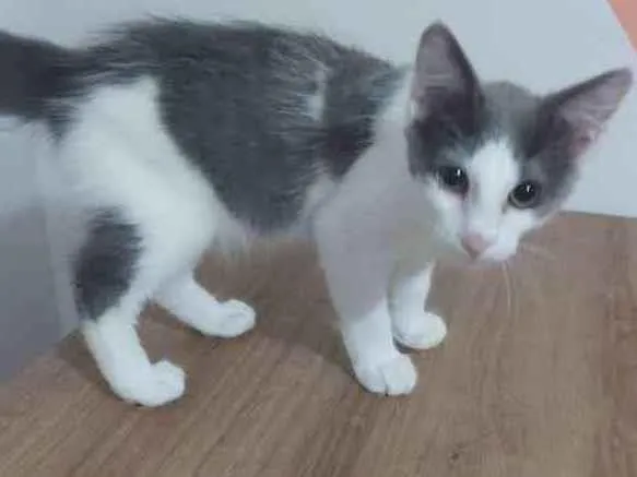 Gato ra a SRD idade 2 a 6 meses nome Cinza