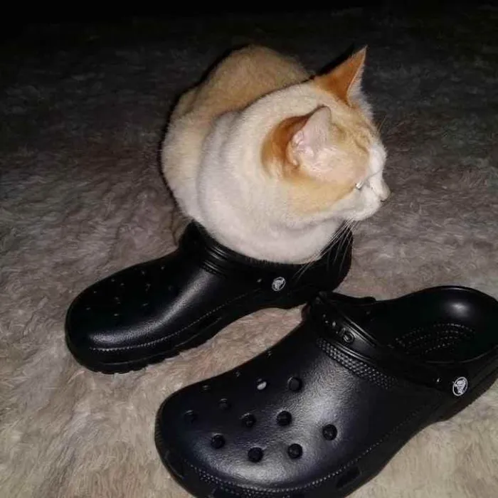 Gato raça Srd idade 2 anos nome Luck lindo carinhoso