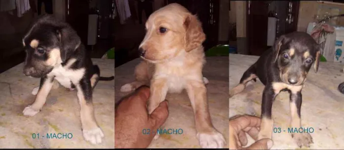 Cachorro ra a MESTIÇA idade Abaixo de 2 meses nome SEM NOMES