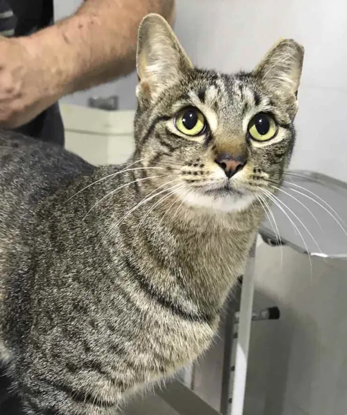 Gato raça Srd idade 1 ano nome Gucci lindo