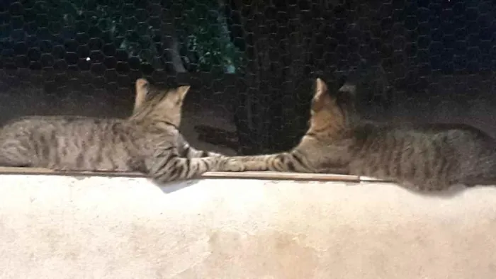 Gato raça Srd idade 1 ano nome Gucci lindo