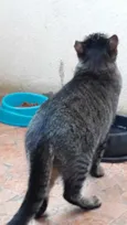 Gato raça Srd idade 1 ano nome Gucci lindo