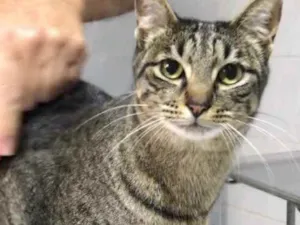 Gato raça Srd idade 1 ano nome Gucci lindo