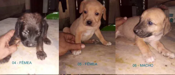 Cachorro ra a MESTIÇA idade Abaixo de 2 meses nome SEM NOMES