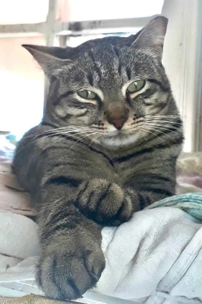 Gato raça Srd  idade 1 ano nome Giorgio Armani 