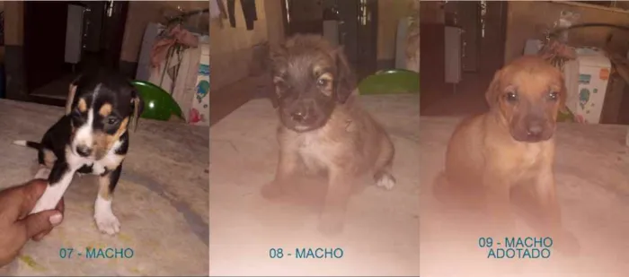 Cachorro ra a MESTIÇA idade Abaixo de 2 meses nome SEM NOMES 2