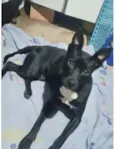 Cachorro raça Srd  idade 1 ano nome Alina Linda e fofa 