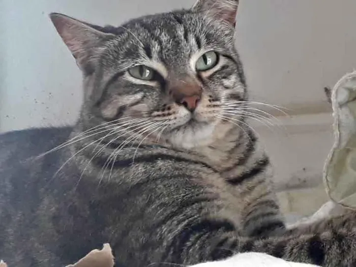 Gato raça Srd  idade 1 ano nome Giorgio Armani 