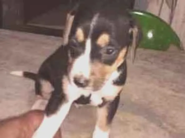 Cachorro ra a MESTIÇA idade Abaixo de 2 meses nome SEM NOMES 2