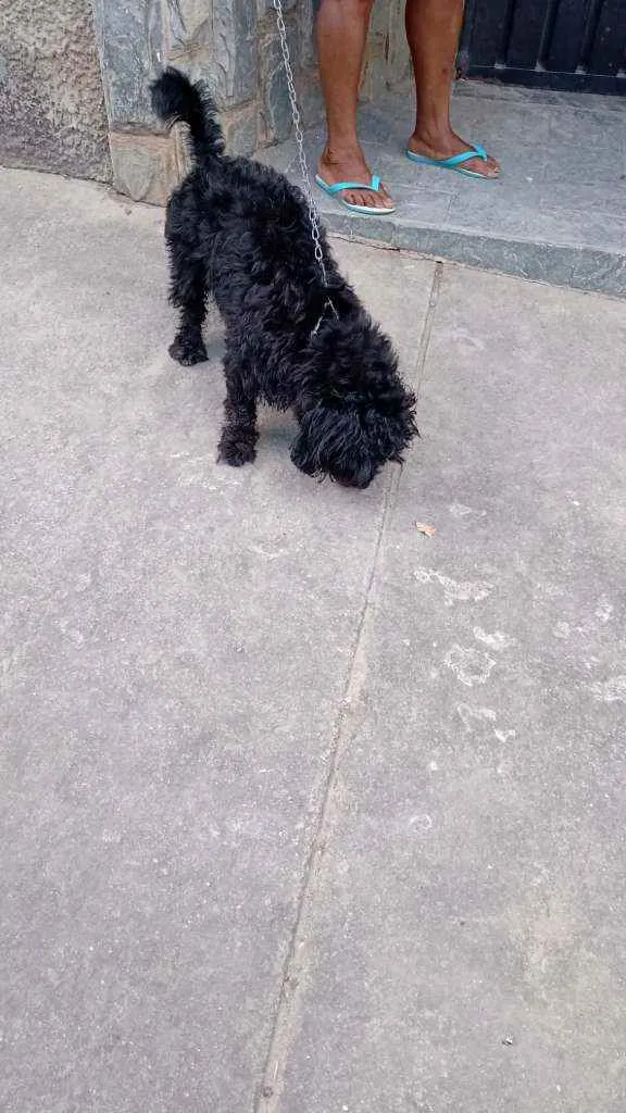 Cachorro raça Poodle idade 2 anos nome Melissa