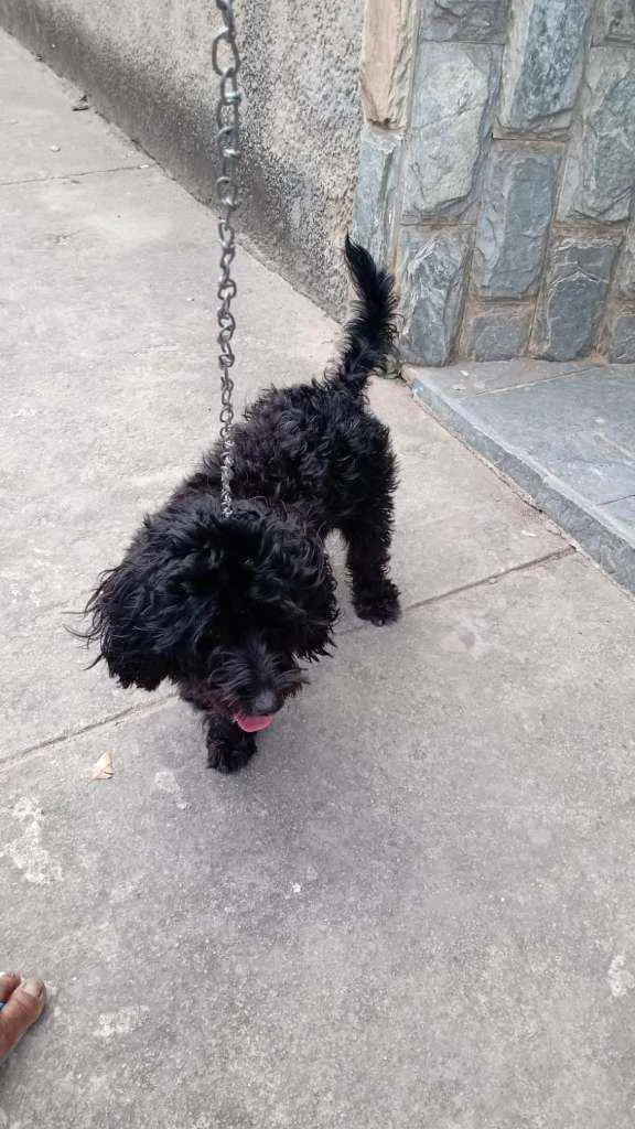 Cachorro raça Poodle idade 2 anos nome Melissa
