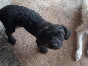 Cachorro raça - idade 2 a 6 meses nome Bel