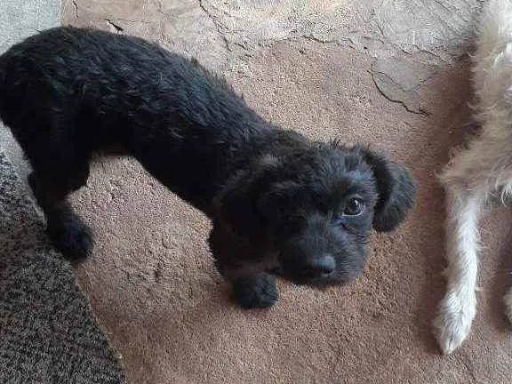 Cachorro ra a - idade 2 a 6 meses nome Bel