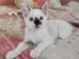 jujuba