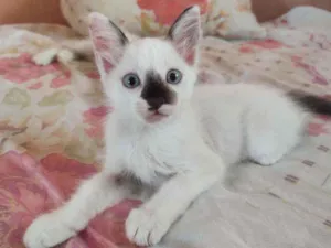 Gato raça  idade 2 a 6 meses nome jujuba