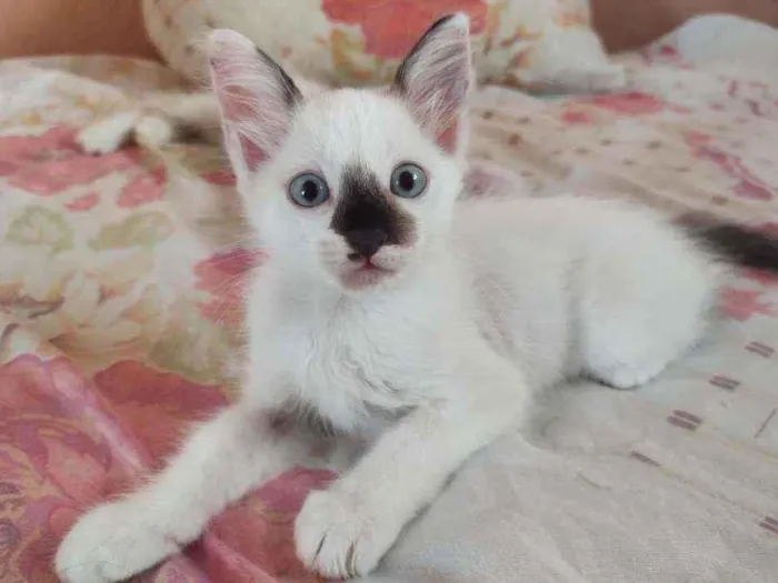 Gato ra a  idade 2 a 6 meses nome jujuba
