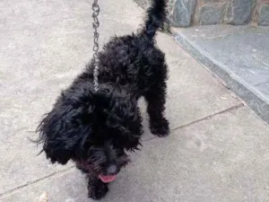 Cachorro raça Poodle idade 2 anos nome Melissa