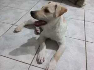 Cachorro raça Rottwaler misturado com vira l idade 2 a 6 meses nome Amora