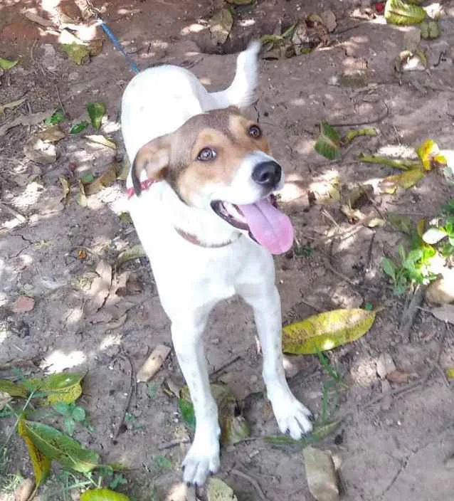 Cachorro ra a SRD idade 7 a 11 meses nome Sem nome