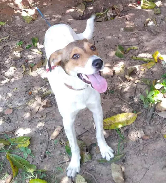 Cachorro ra a SRD idade 7 a 11 meses nome Sem nome