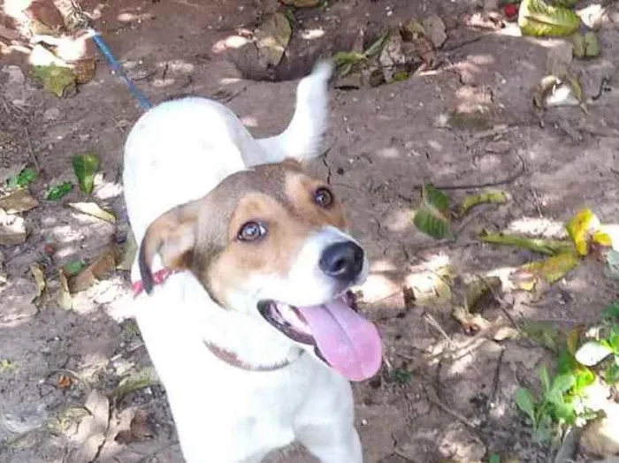 Cachorro ra a SRD idade 7 a 11 meses nome Sem nome