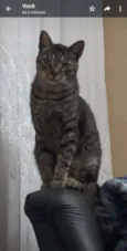 Kakaxy