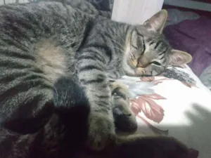 Gato raça Indefinida idade 2 a 6 meses nome Kakaxy