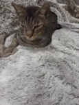 Kakaxy