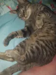 Kakaxy