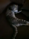 Kakaxy