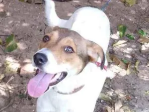 Cachorro raça SRD idade 7 a 11 meses nome Sem nome