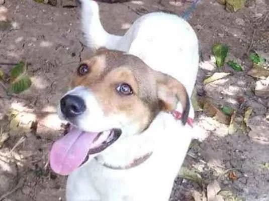 Cachorro ra a SRD idade 7 a 11 meses nome Sem nome