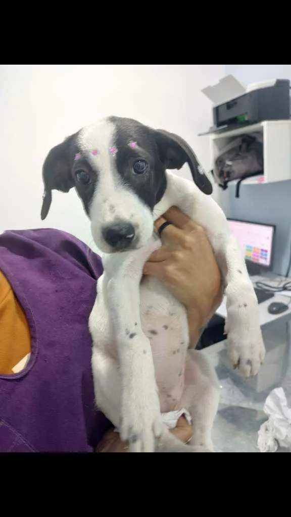 Cachorro ra a SRD idade 2 a 6 meses nome Lua