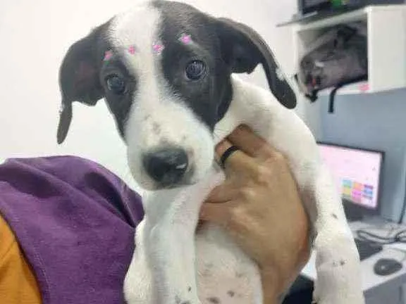 Cachorro ra a SRD idade 2 a 6 meses nome Lua