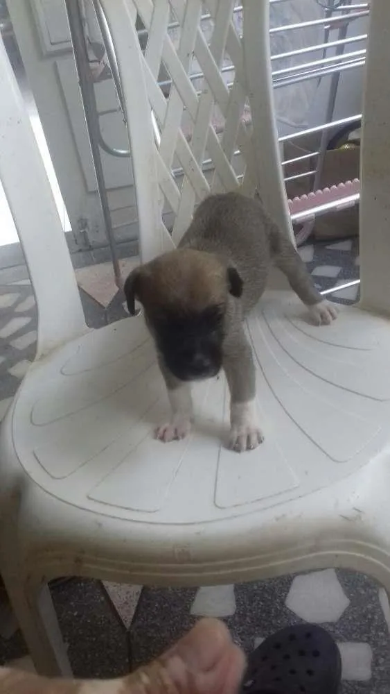 Cachorro ra a Raça não definida  idade Abaixo de 2 meses nome Sem nome 