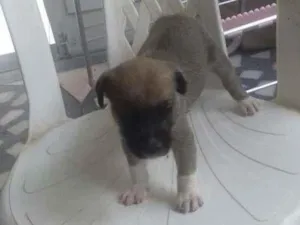 Cachorro raça Raça não definida  idade Abaixo de 2 meses nome Sem nome 