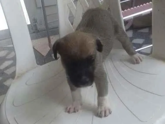 Cachorro ra a Raça não definida  idade Abaixo de 2 meses nome Sem nome 