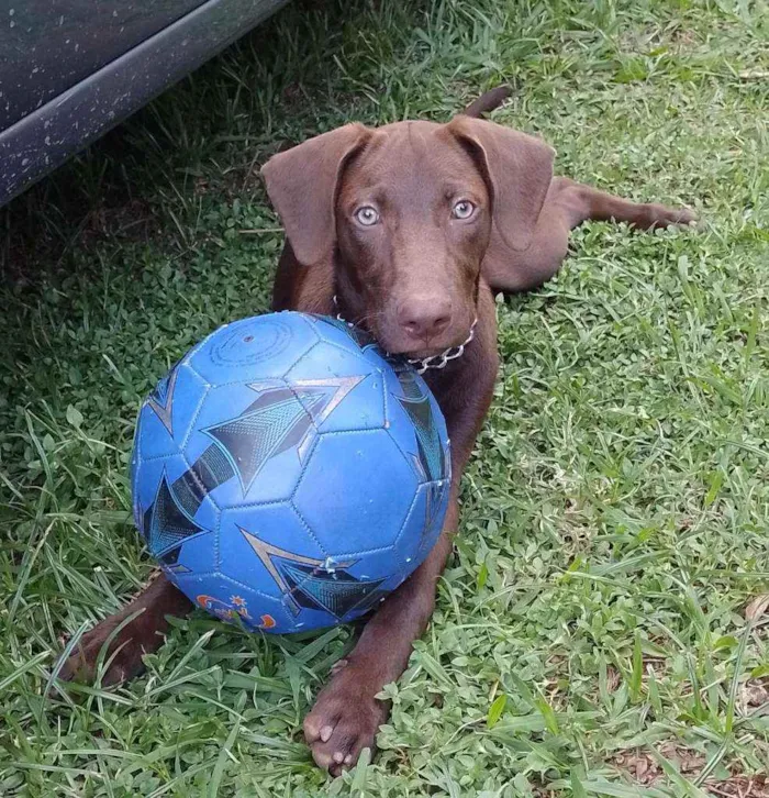 Cachorro raça Weimaraner idade 1 ano nome Skay